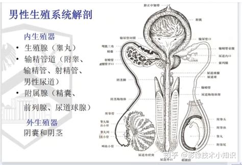 生殖器長